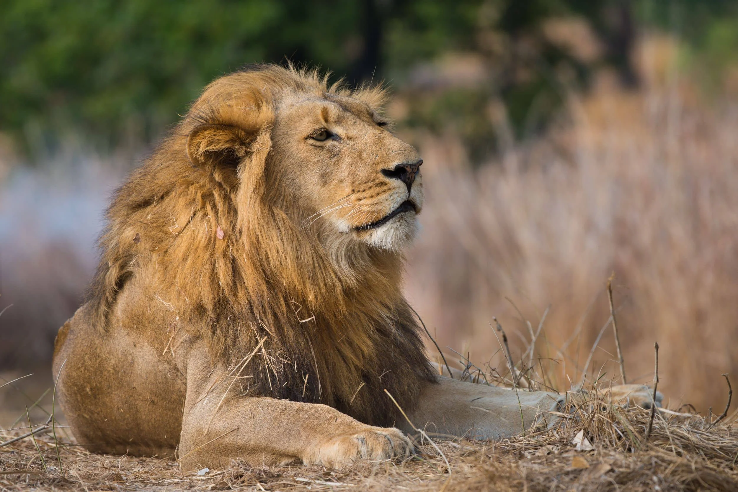 Timeless Africa Safaris image