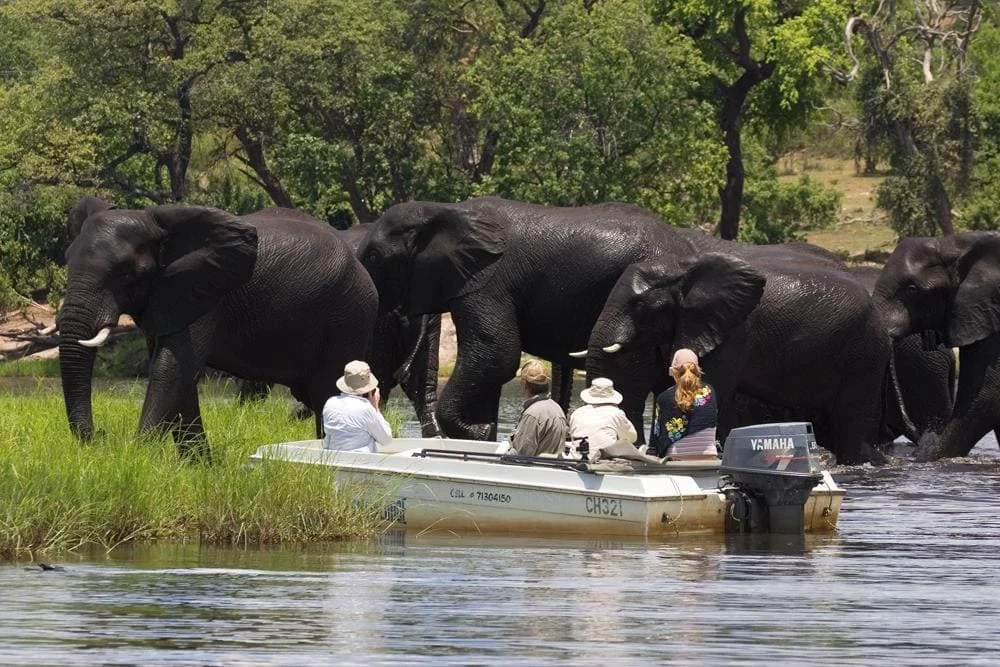 Timeless Africa Safaris image