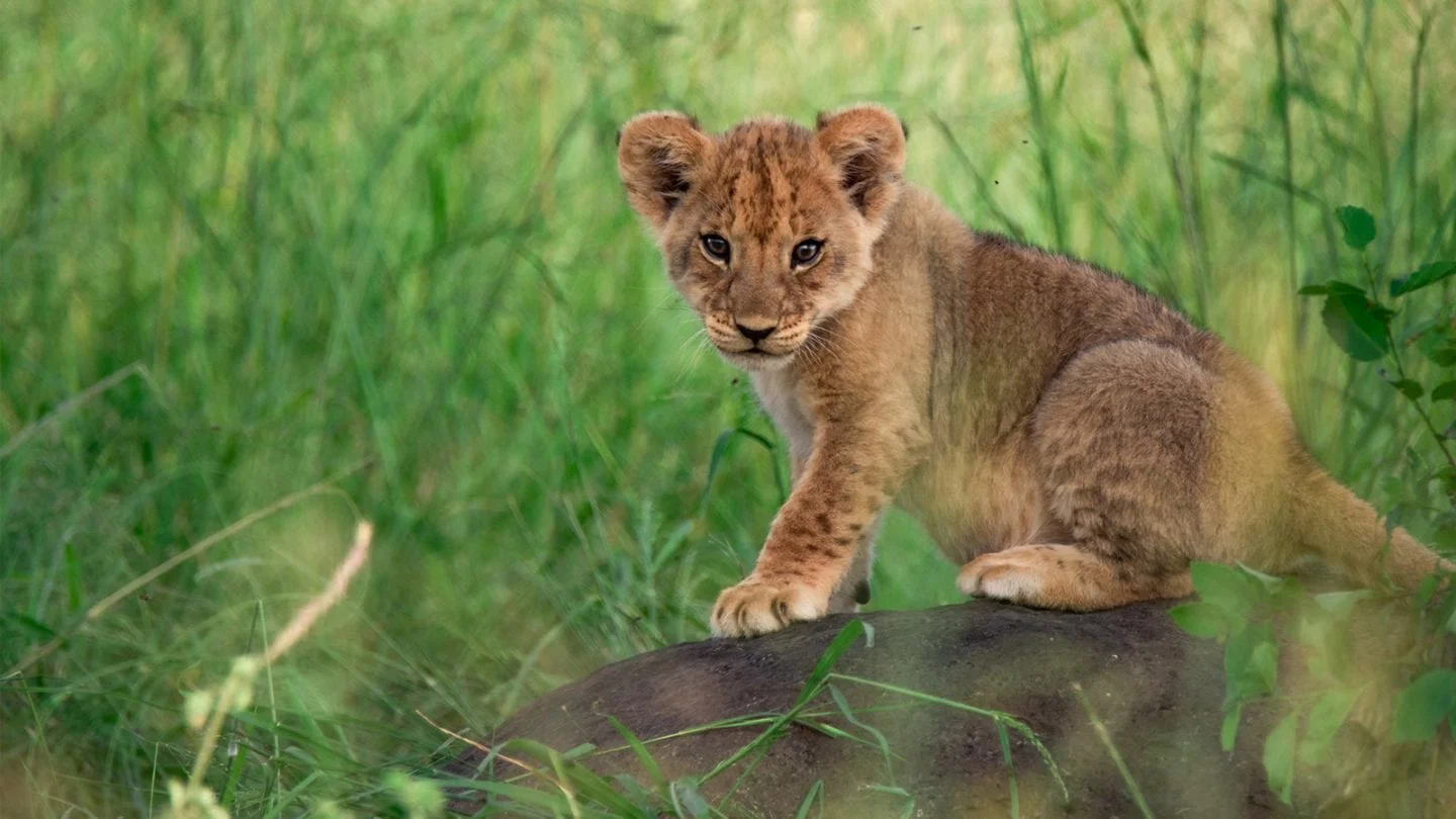Timeless Africa Safaris image