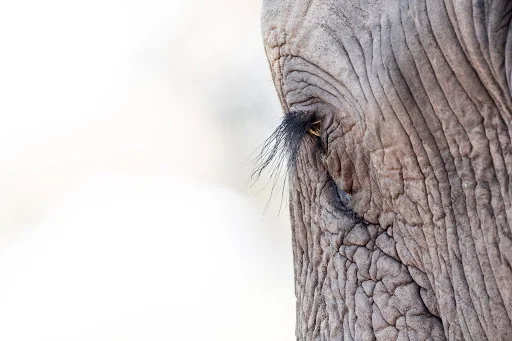 Timeless Africa Safaris image