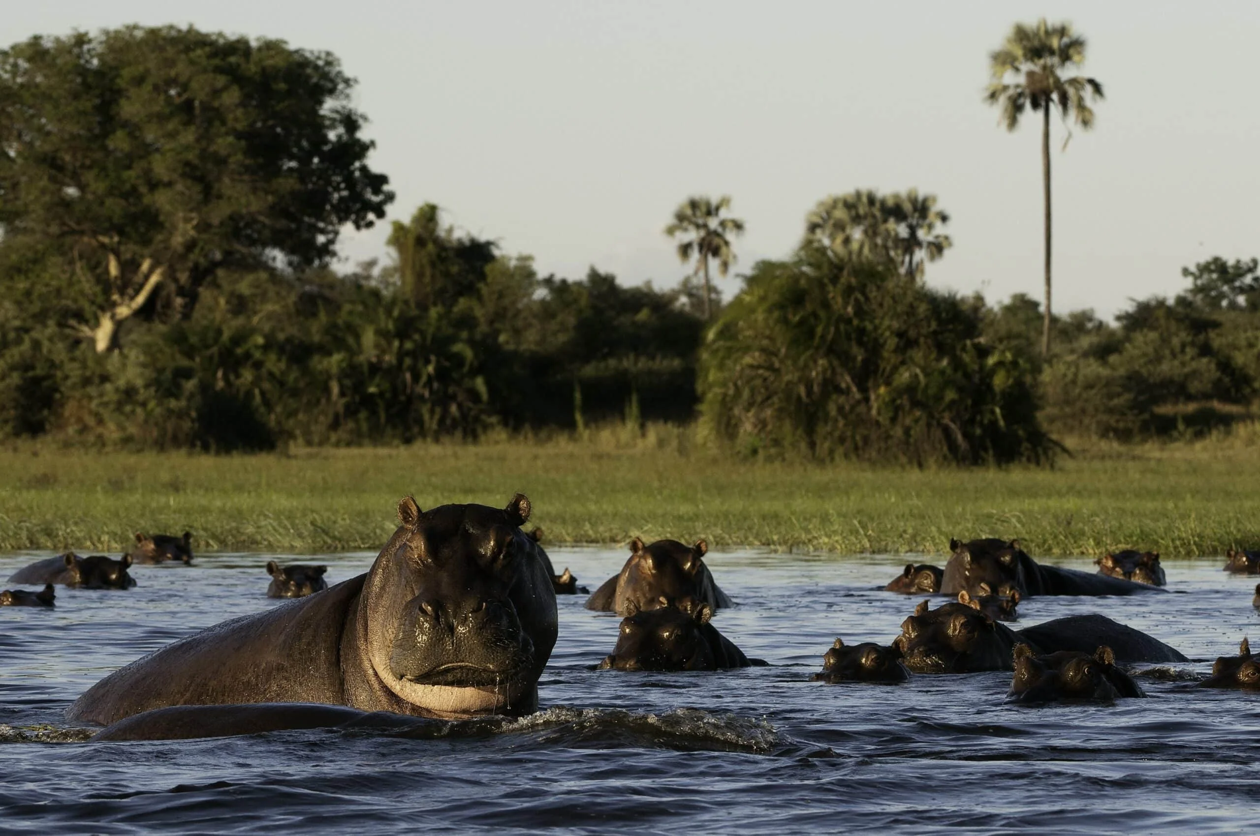 Timeless Africa Safaris image