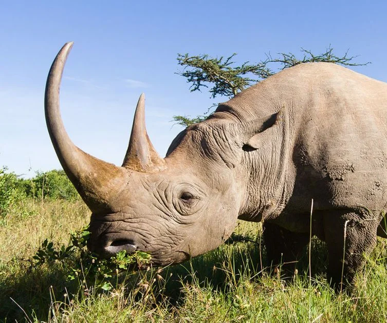 Timeless Africa Safaris image