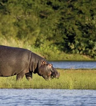 Timeless Africa Safaris image