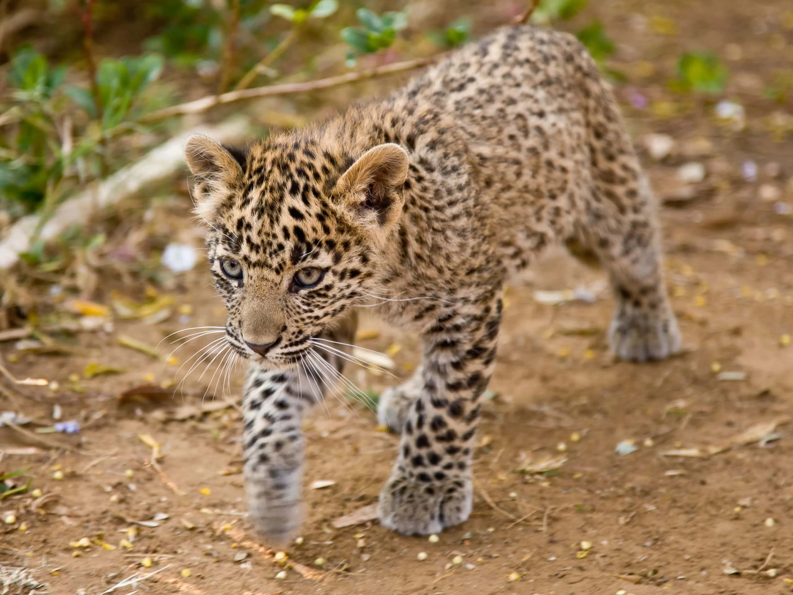 Timeless Africa Safaris image