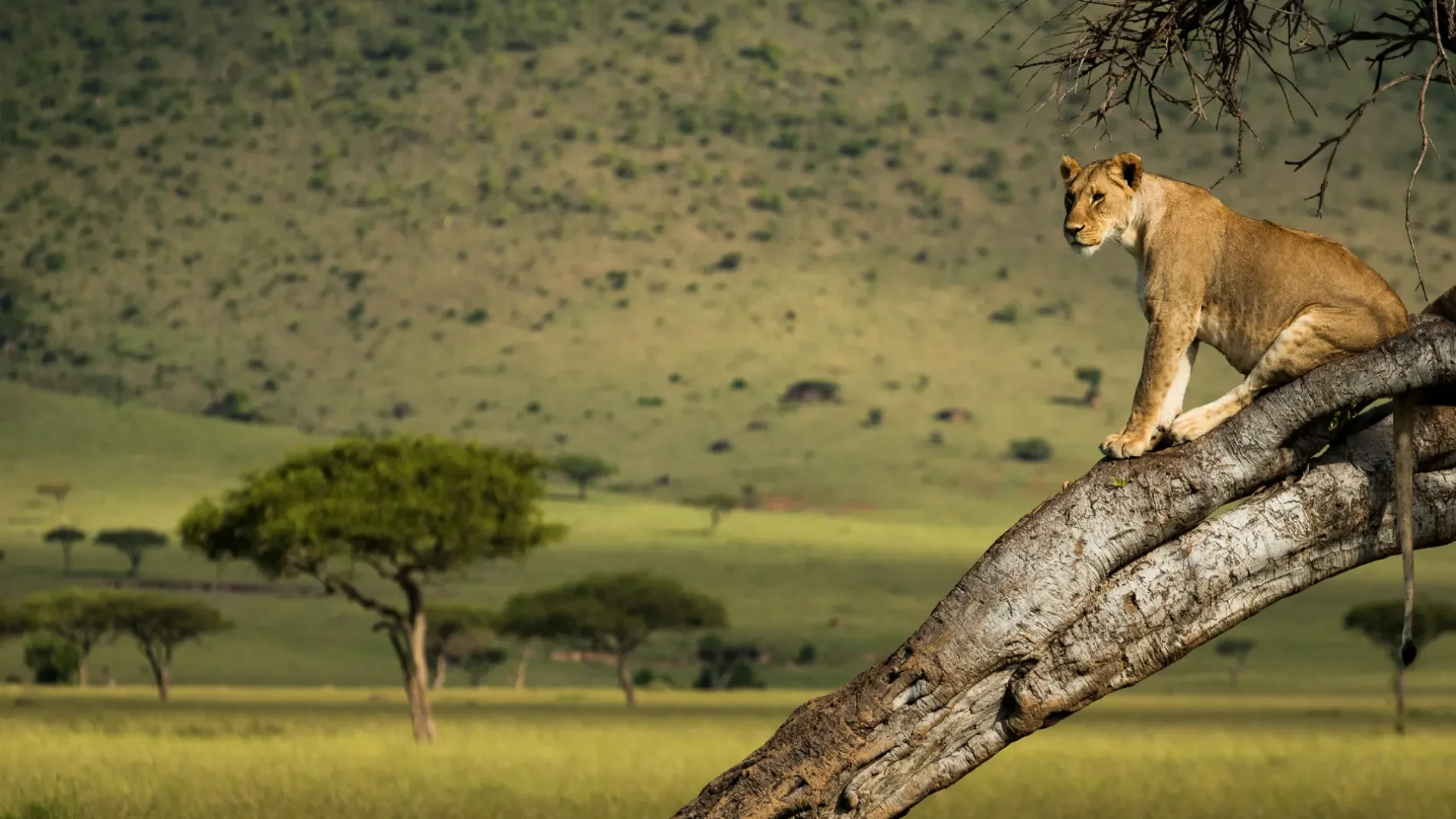 Timeless Africa Safaris image