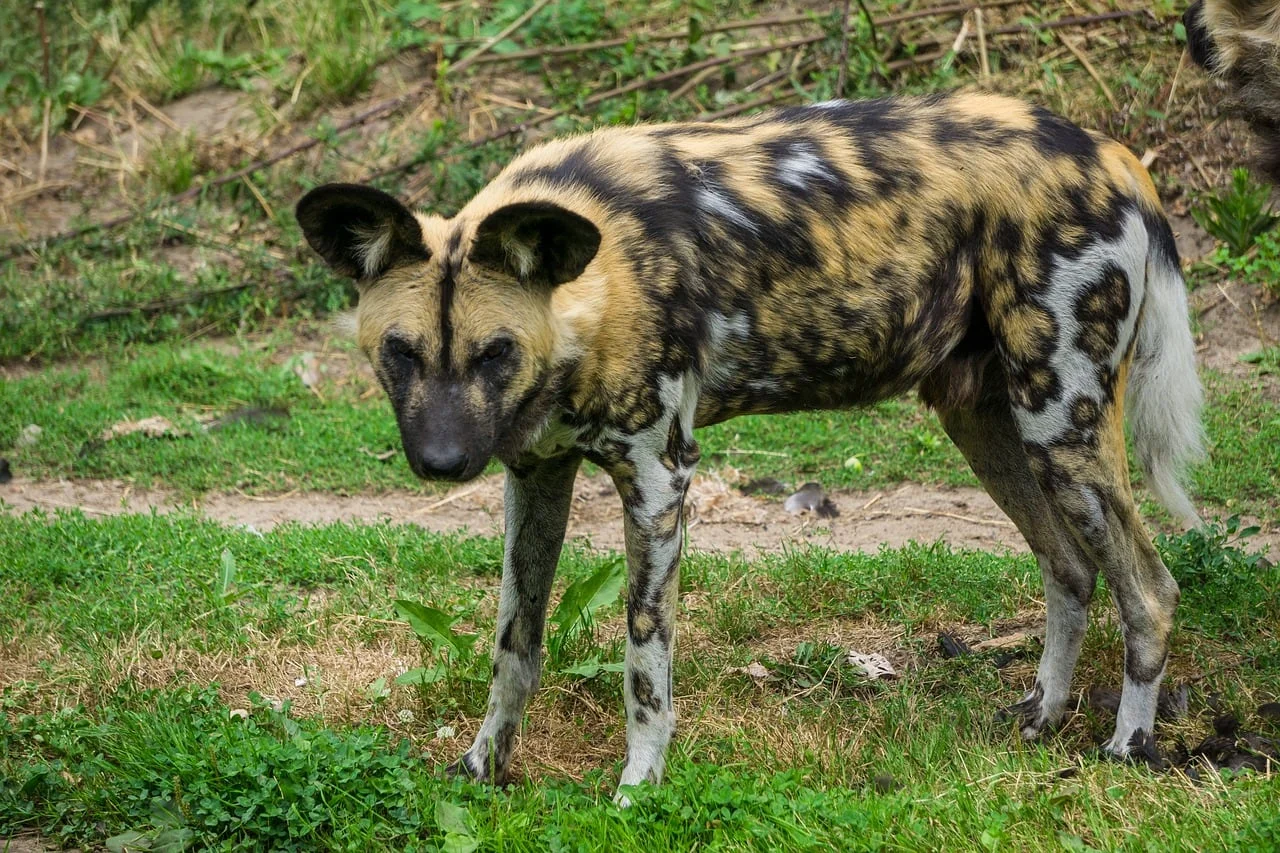 Timeless Africa Safaris image