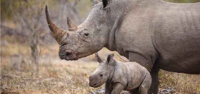 Timeless Africa Safaris image