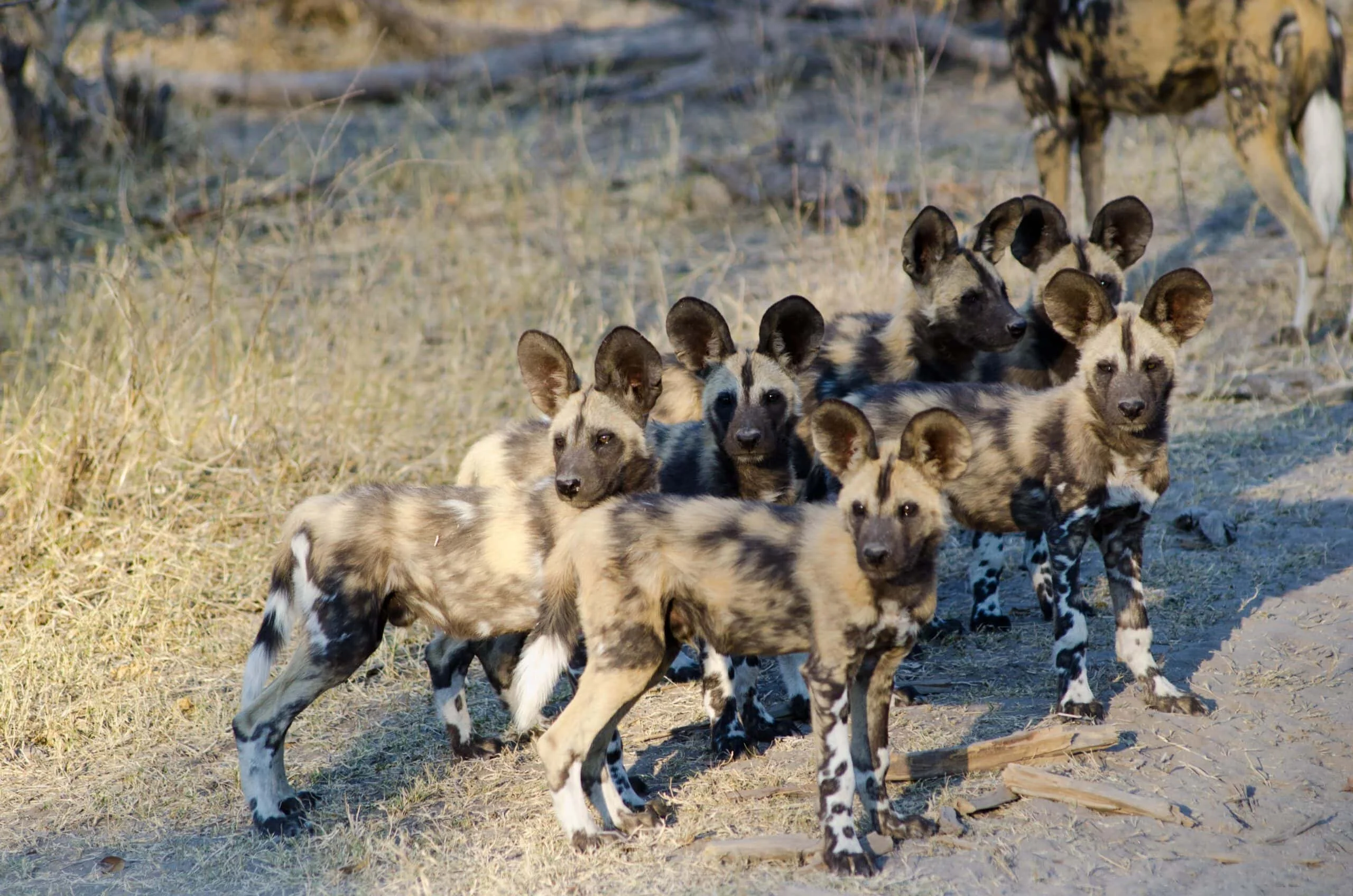 Timeless Africa Safaris image