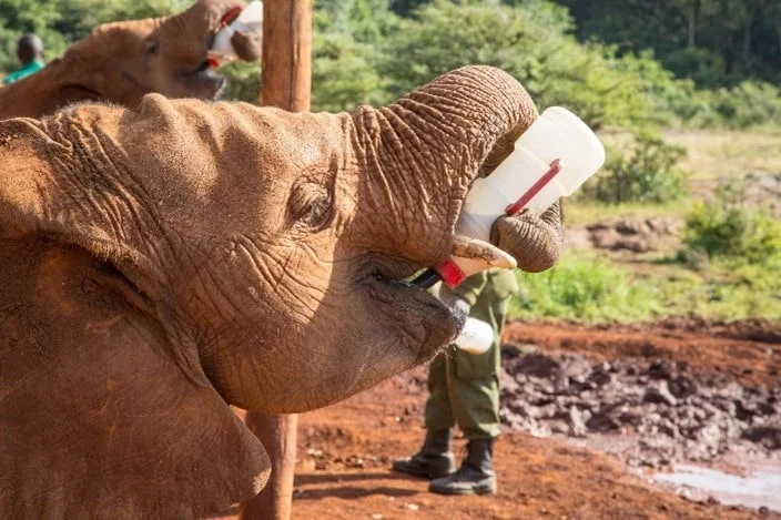 Timeless Africa Safaris image
