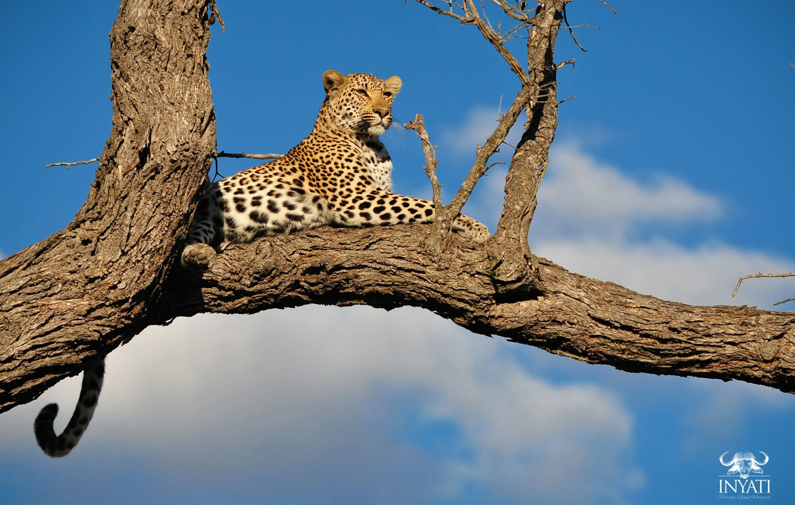 Timeless Africa Safaris image