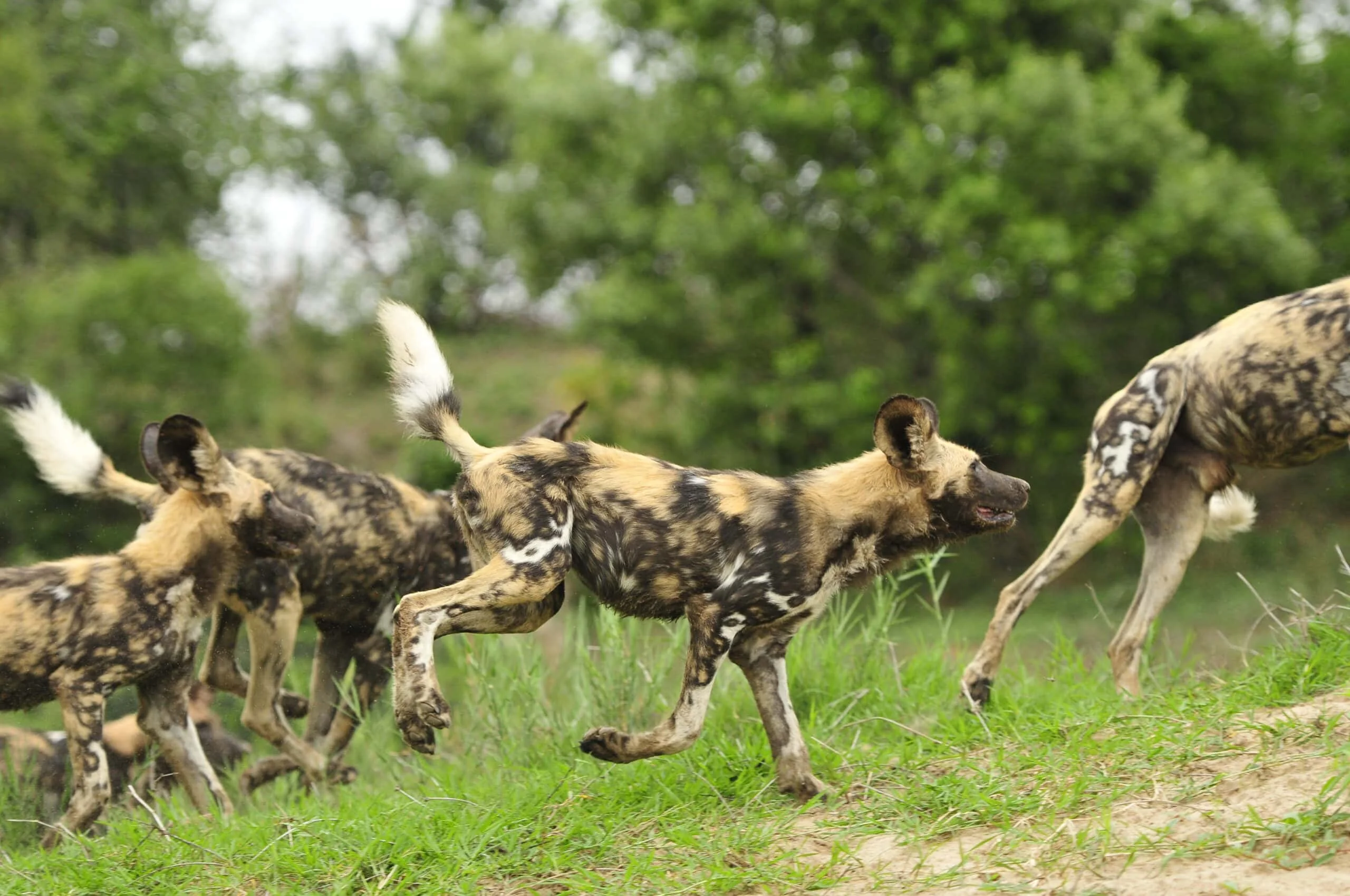 Timeless Africa Safaris image