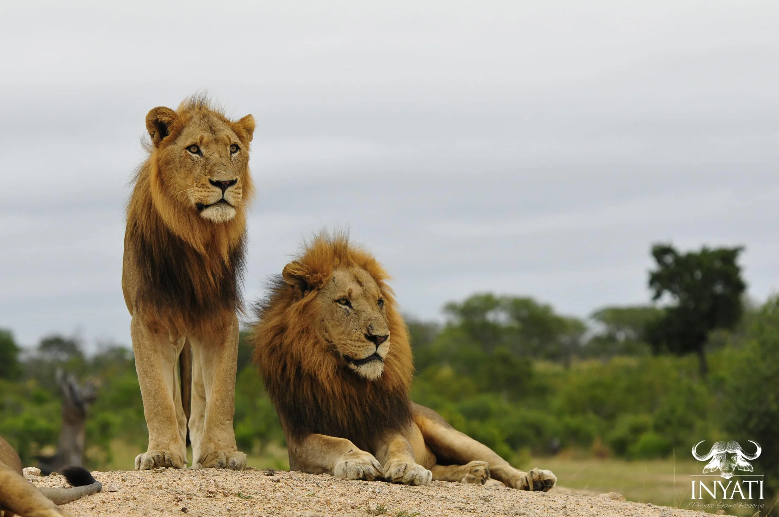 Timeless Africa Safaris image