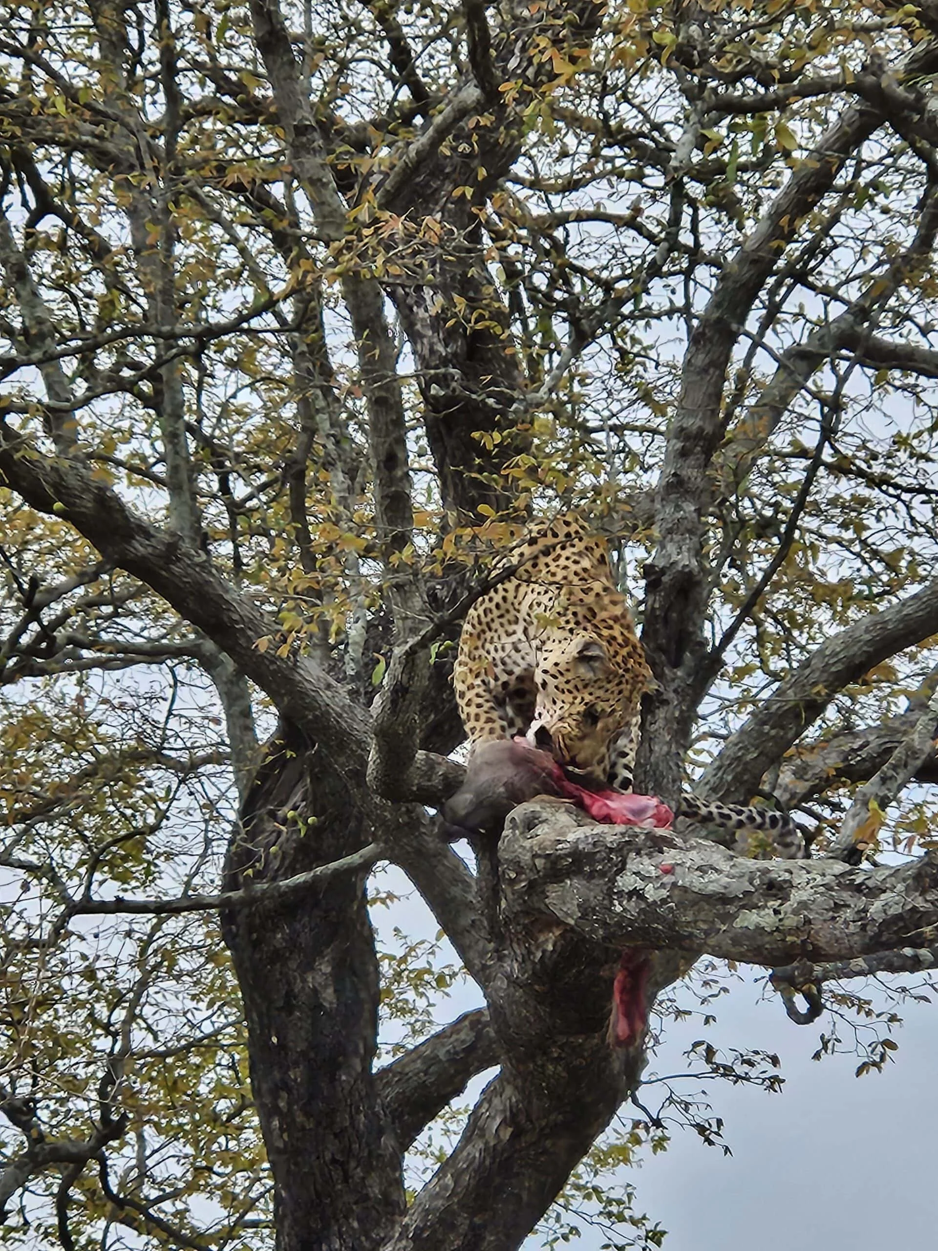 Timeless Africa Safaris image