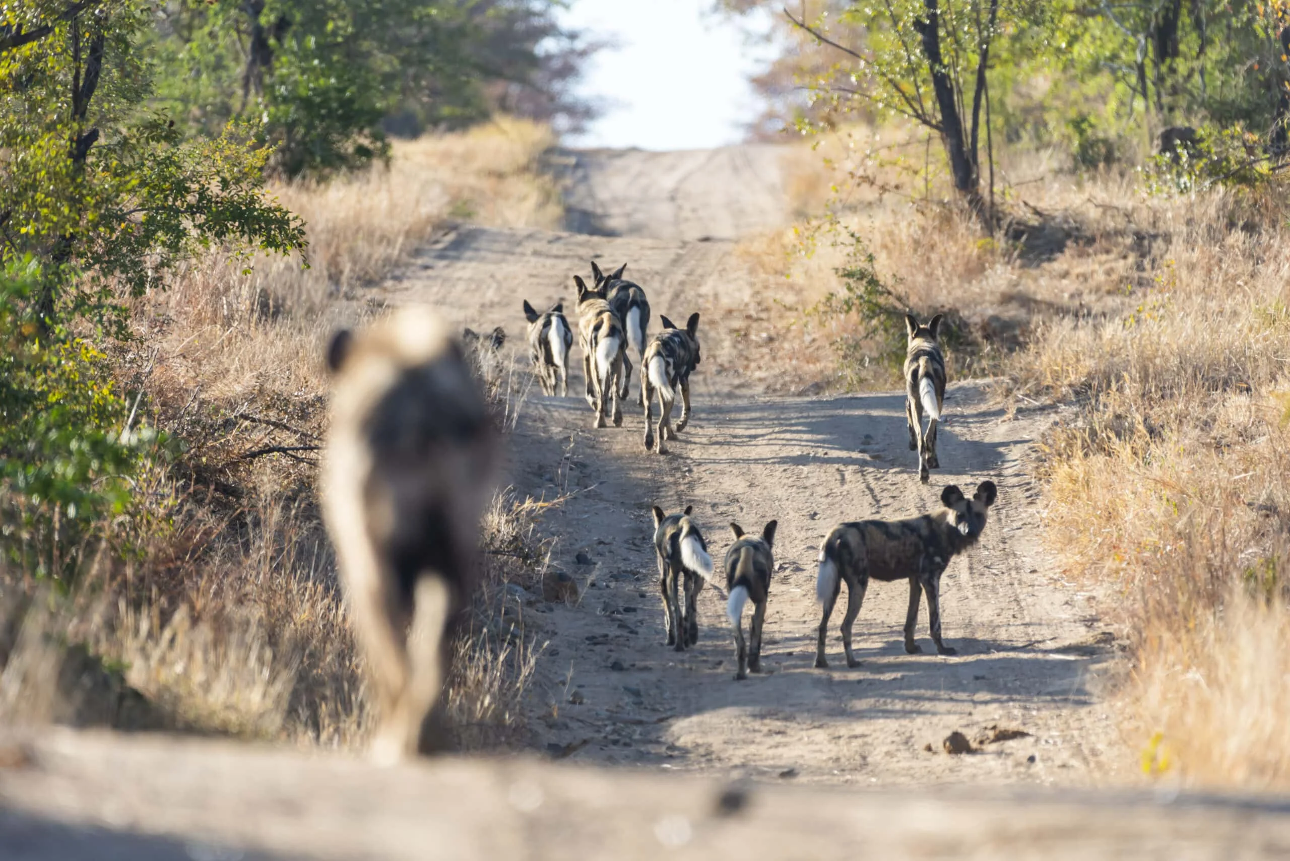 Timeless Africa Safaris image