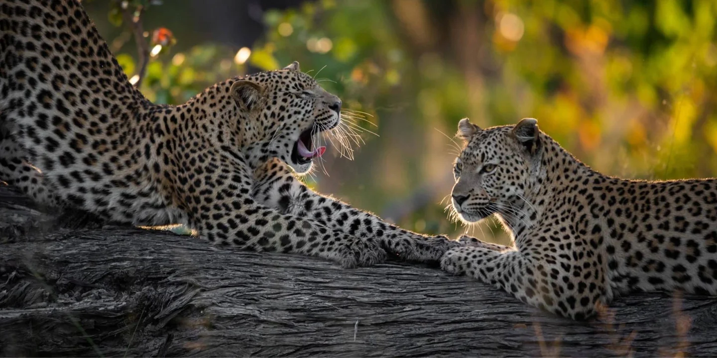 Timeless Africa Safaris image