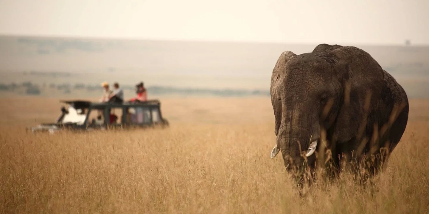 Timeless Africa Safaris image