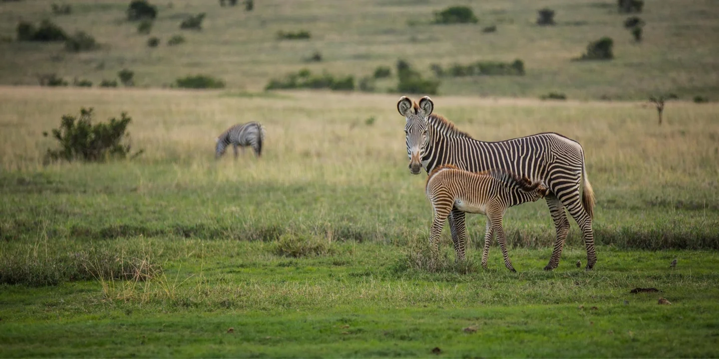 Timeless Africa Safaris image