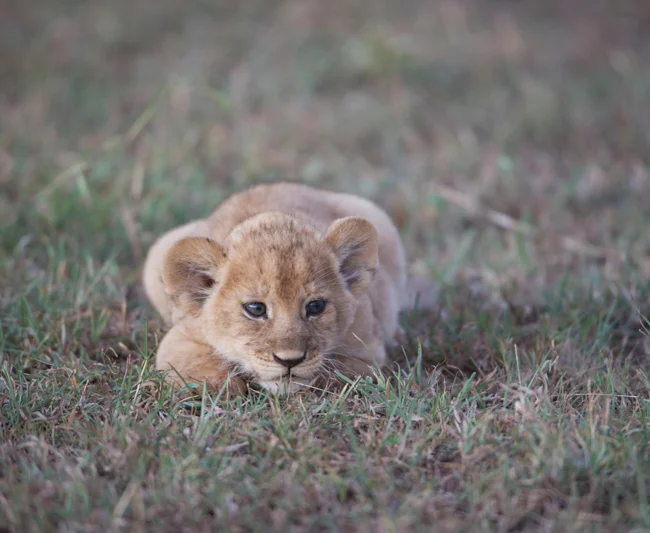 Timeless Africa Safaris image