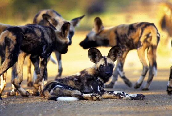 Timeless Africa Safaris image