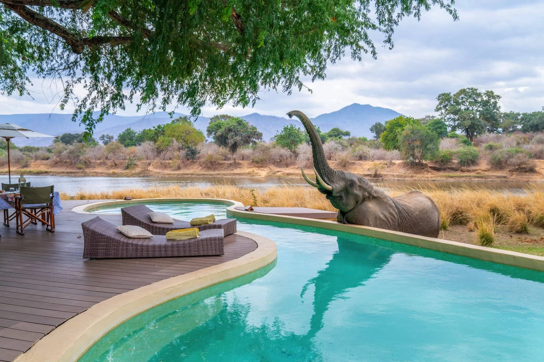 Timeless Africa Safaris image