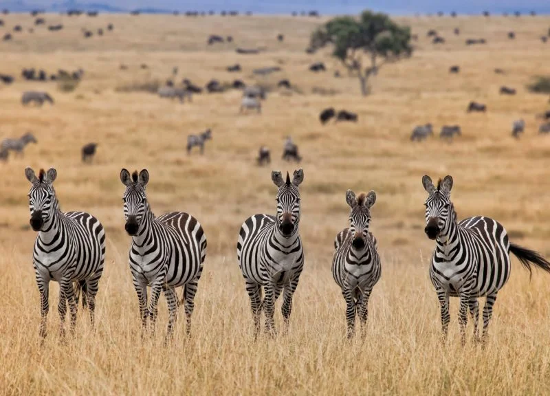 Timeless Africa Safaris image
