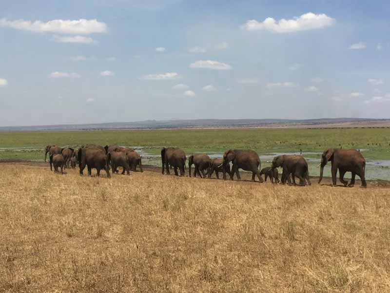 Timeless Africa Safaris image