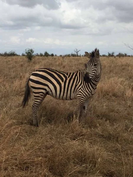 Timeless Africa Safaris image