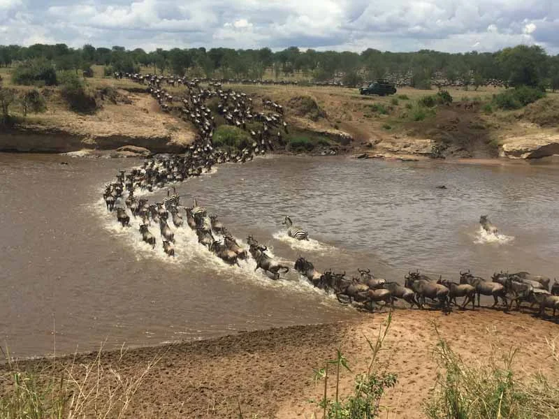 Timeless Africa Safaris image