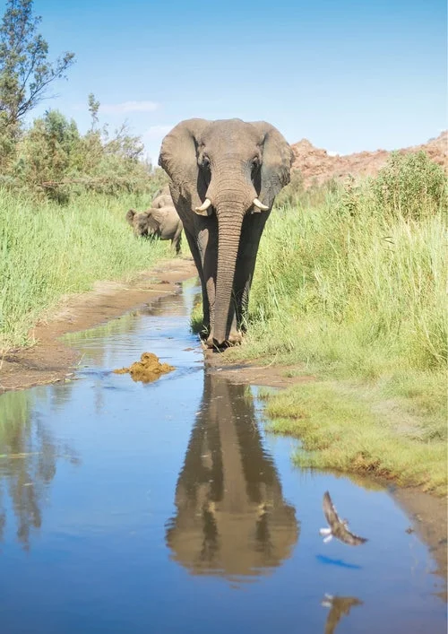 Timeless Africa Safaris image