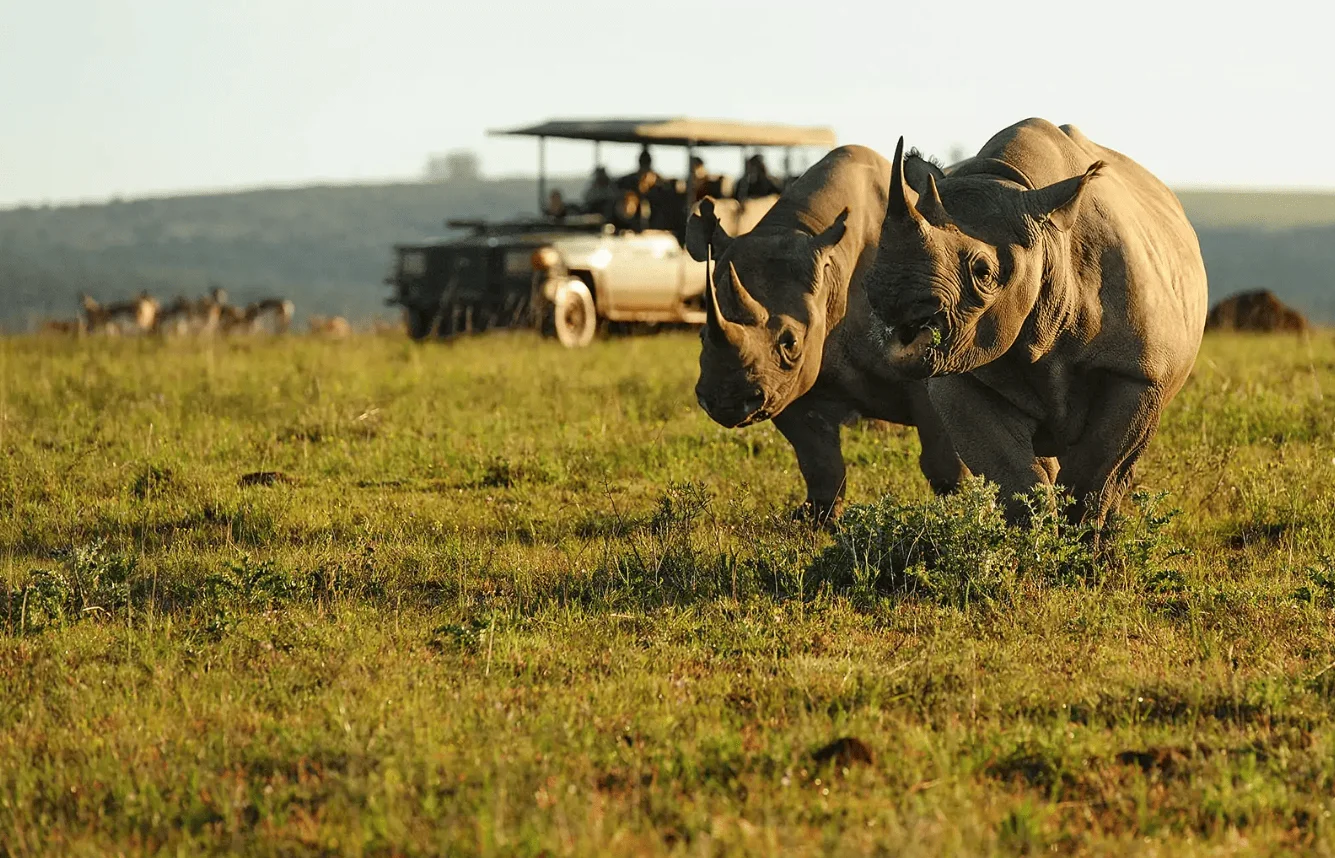 Timeless Africa Safaris image