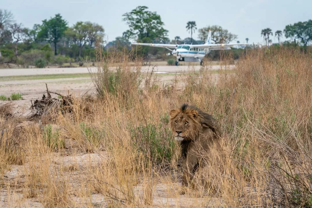 Timeless Africa Safaris image