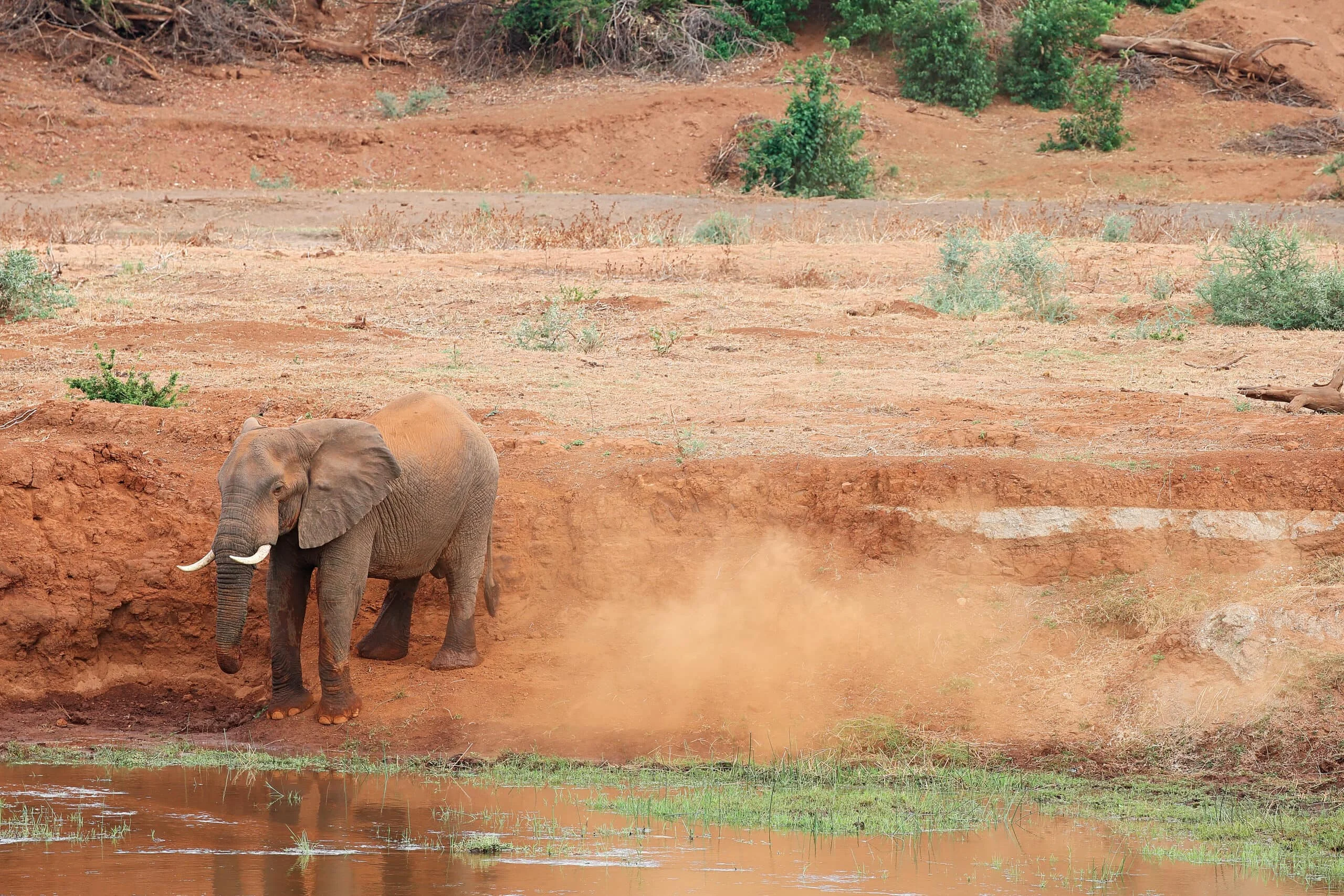 Timeless Africa Safaris image