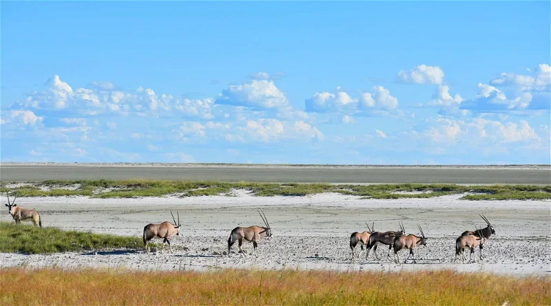 Timeless Africa Safaris image