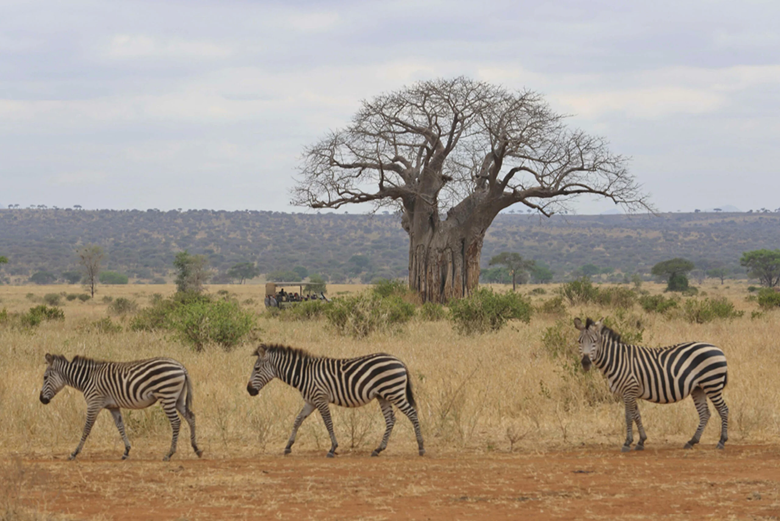 Timeless Africa Safaris image