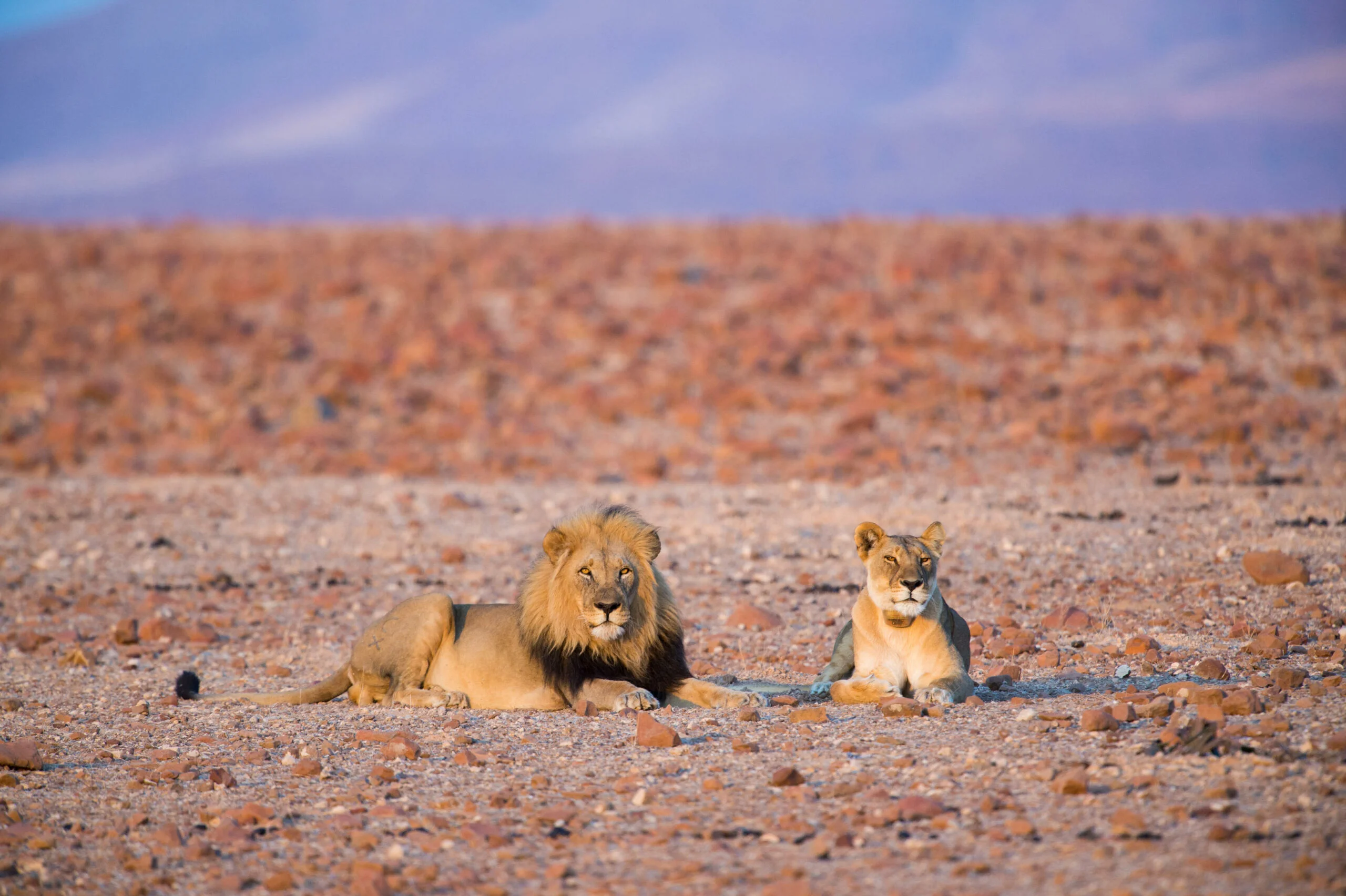 Timeless Africa Safaris image
