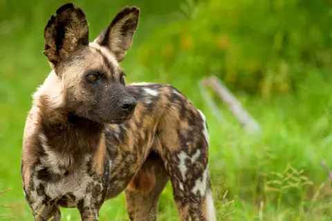 Photograph of a wild dog on an African safari