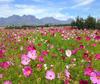 Beautiful view of the Gardens at Vergelegen Wine Estate