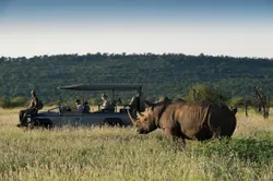 Rhino at Morukuru Madikwe Game Reserve