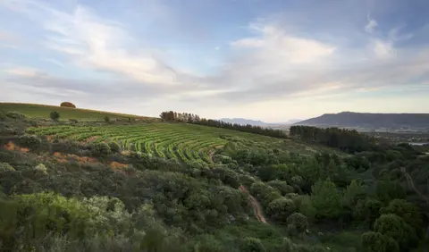 Backsberg Estate Cellars