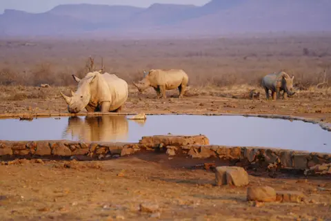 Rhinos at a watering hole at Madikwe Game Reserve