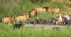 Lion Sands Safari
