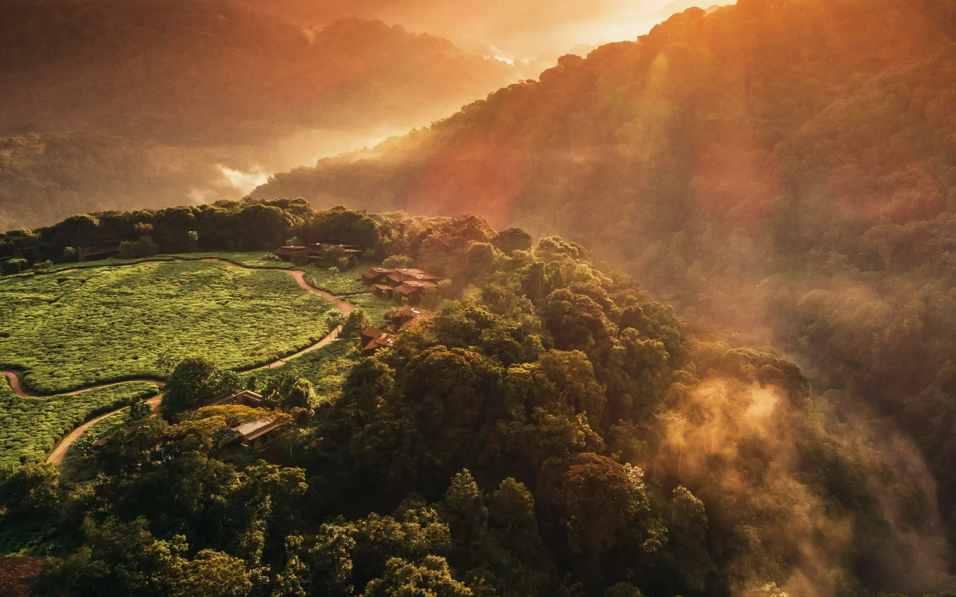 Chimp Trekking Guide in Rwanda | Timeless Africa Safaris