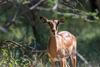 Francois-van-Zyl-Africa-Photographic