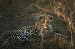 Kapama Private Game Reserve