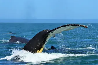 Whale-Expedition-SA