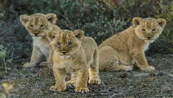 Kwandwe Private Game Reserve