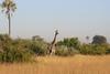 Giraffe in Botswana