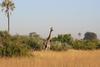 Giraffe in Botswana
