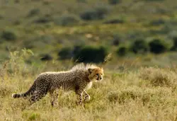 Kwandwe Private Game Reserve