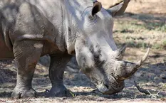 Rhino at Camp Jabulani